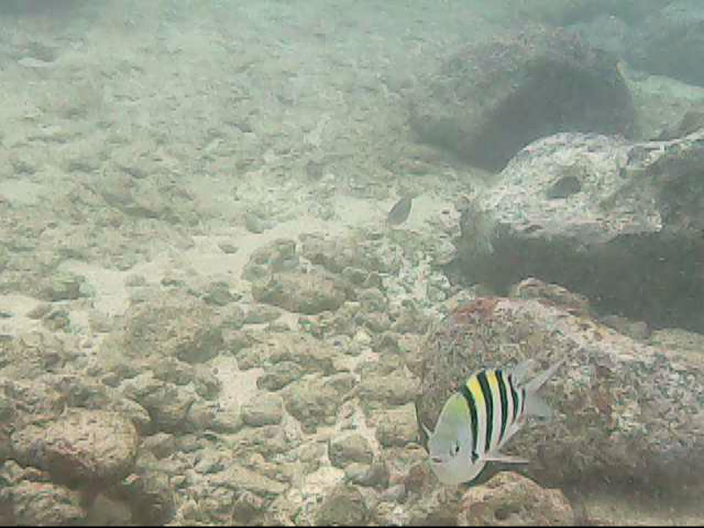 Day 11 snorkeling @ Poipu Beach